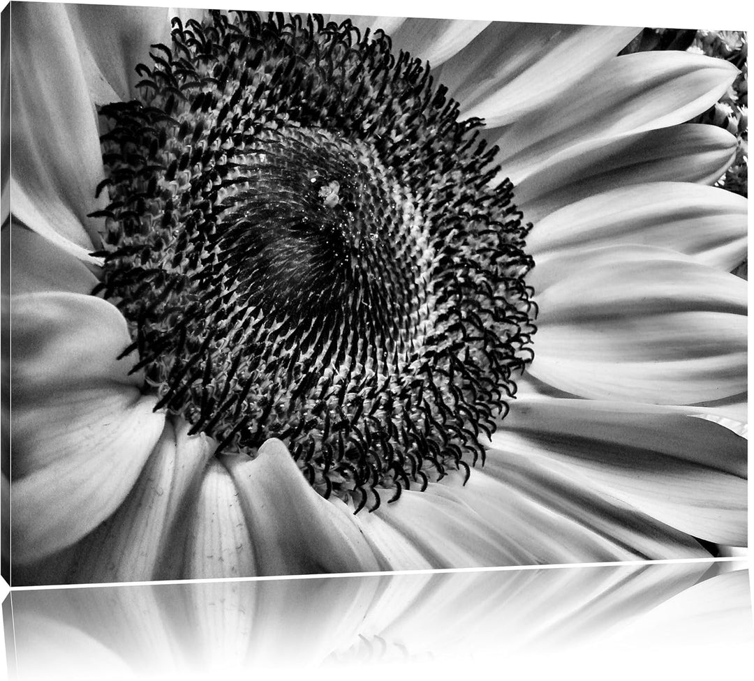 Pixxprint grosse Sonnenblume / 100x70cm Leinwandbild bespannt auf Holzrahmen/Wandbild Kunstdruck Dek