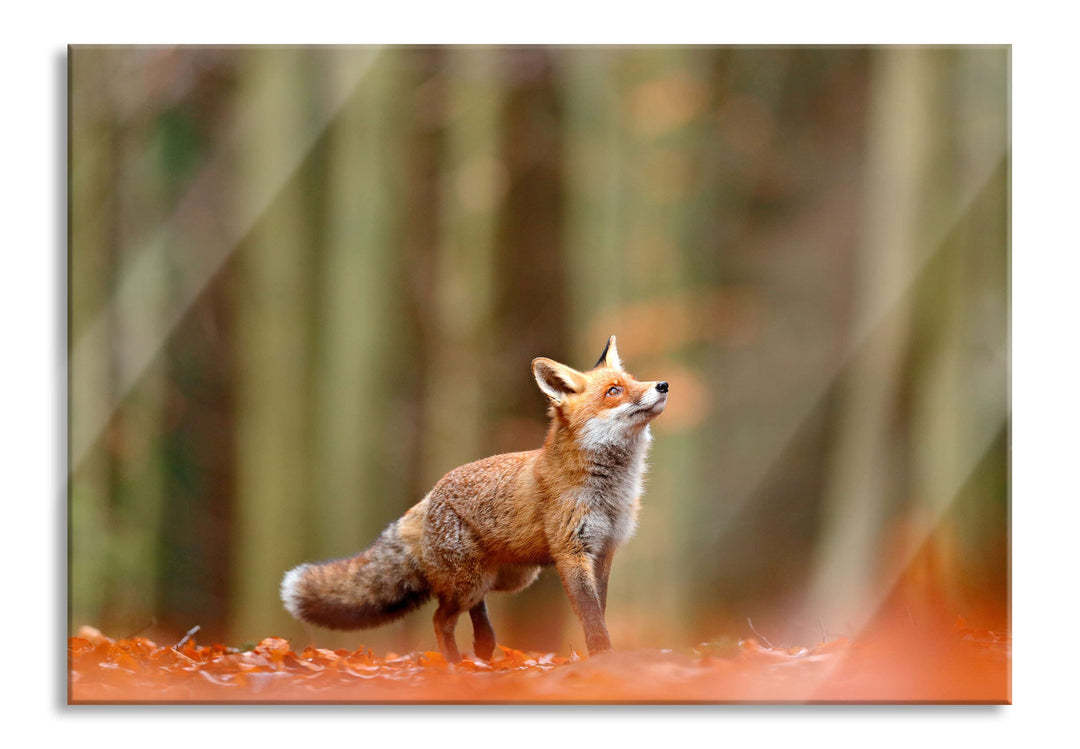 Pixxprint Glasbild | Wandbild aus Echtglas | Neugieriger Fuchs im Herbstwald | 80x60 cm | inkl. Aufh