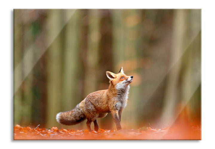 Pixxprint Glasbild | Wandbild aus Echtglas | Neugieriger Fuchs im Herbstwald | 80x60 cm | inkl. Aufh