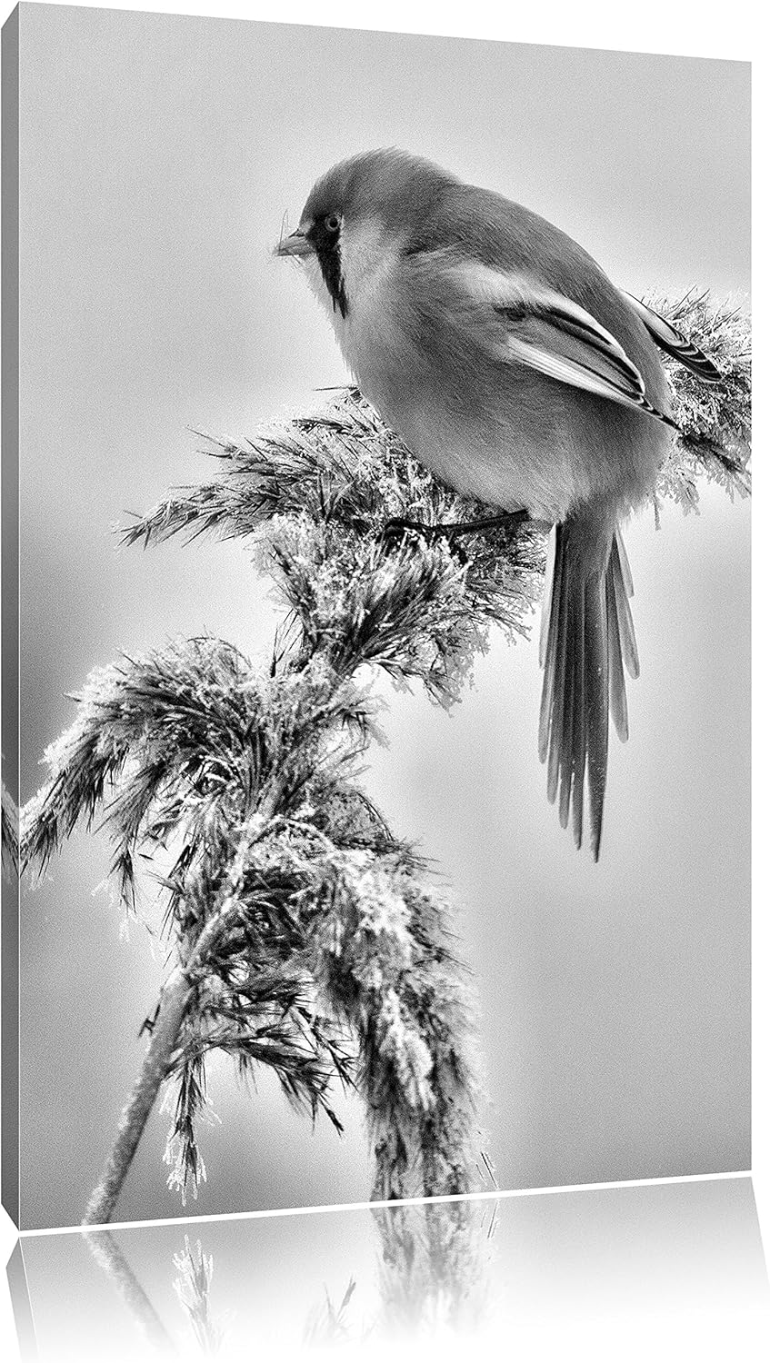 Pixxprint Monocrome, Kleiner Vogel auf Weizen im Winter, Format: 100x70 auf Leinwand, XXL riesige Bi