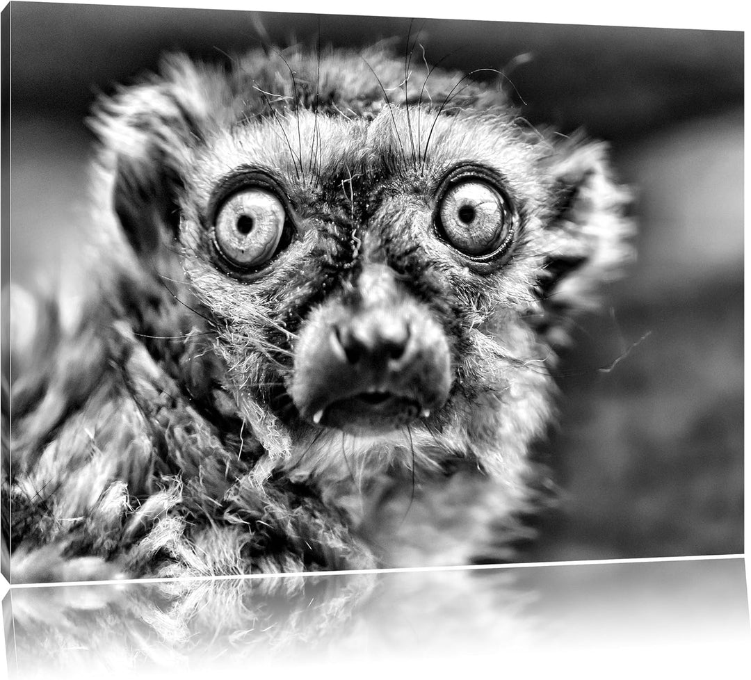 Pixxprint seltener Blauaugenmaki / 100x70cm Leinwandbild bespannt auf Holzrahmen/Wandbild Kunstdruck