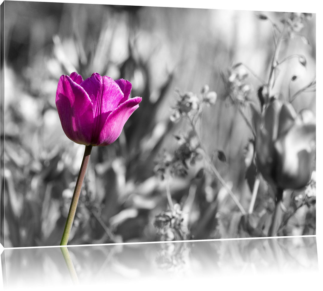 Pixxprint Blumen im Sonnenschein B&W Detail, Format: 100x70 auf Leinwand, 100x70