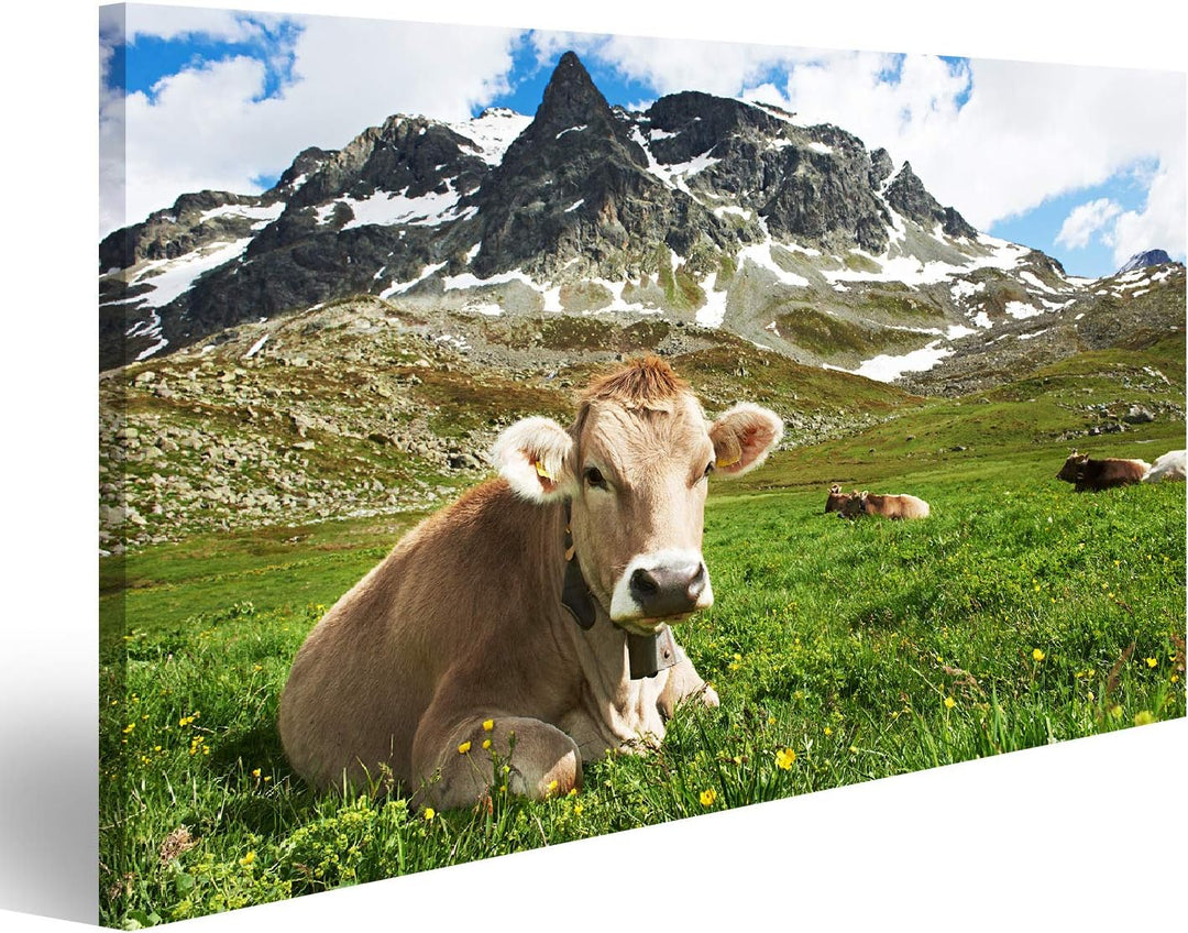 islandburner Bild auf Leinwand Milck Kuh Mit Beweidung Auf Schweiz Alpine Berge Grünem Gras Weide Üb