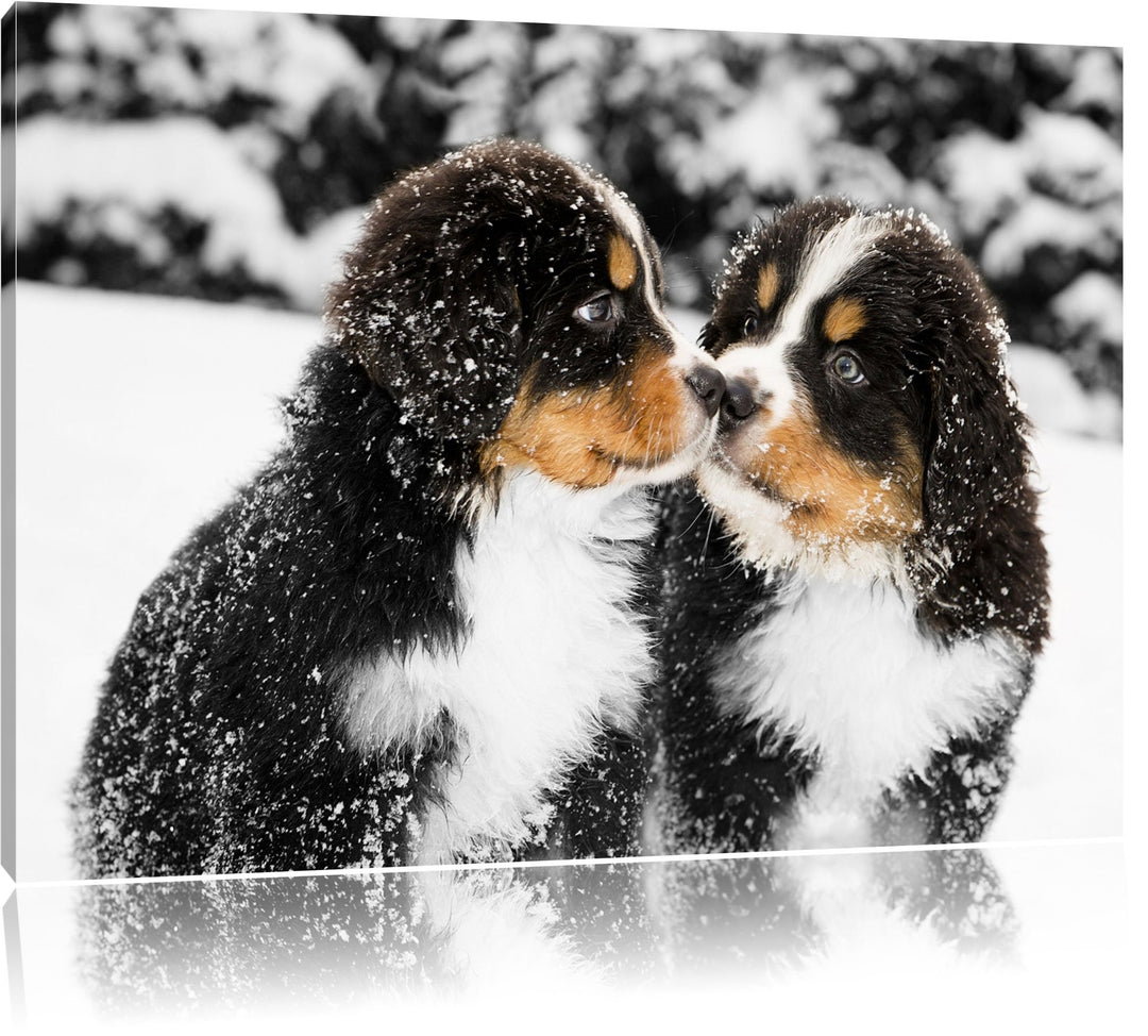 süsse Bernersennenhunde im Schnee schwarz/weiss Format: 100x70 auf Leinwand, XXL riesige Bilder fert