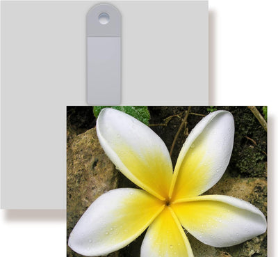 WunschPIXEL – Wandbild Blumen auf weissem Acrylglas, Set 4-teilig je 20x20 cm, quadratisch, tropisch