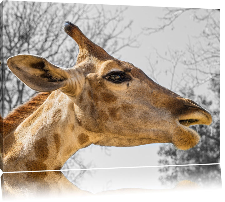 anmutige Giraffe isst schwarz/weiss auf Leinwand, XXL riesige Bilder fertig gerahmt mit Keilrahmen,