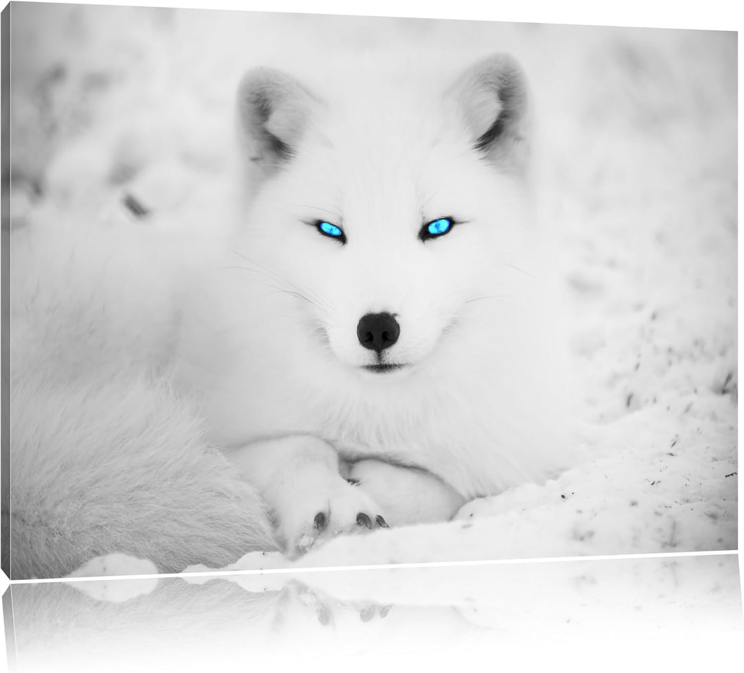 liegender Polarfuchs mit strahlenden Augen schwarz/weiss Format: 100x70 auf Leinwand, XXL riesige Bi