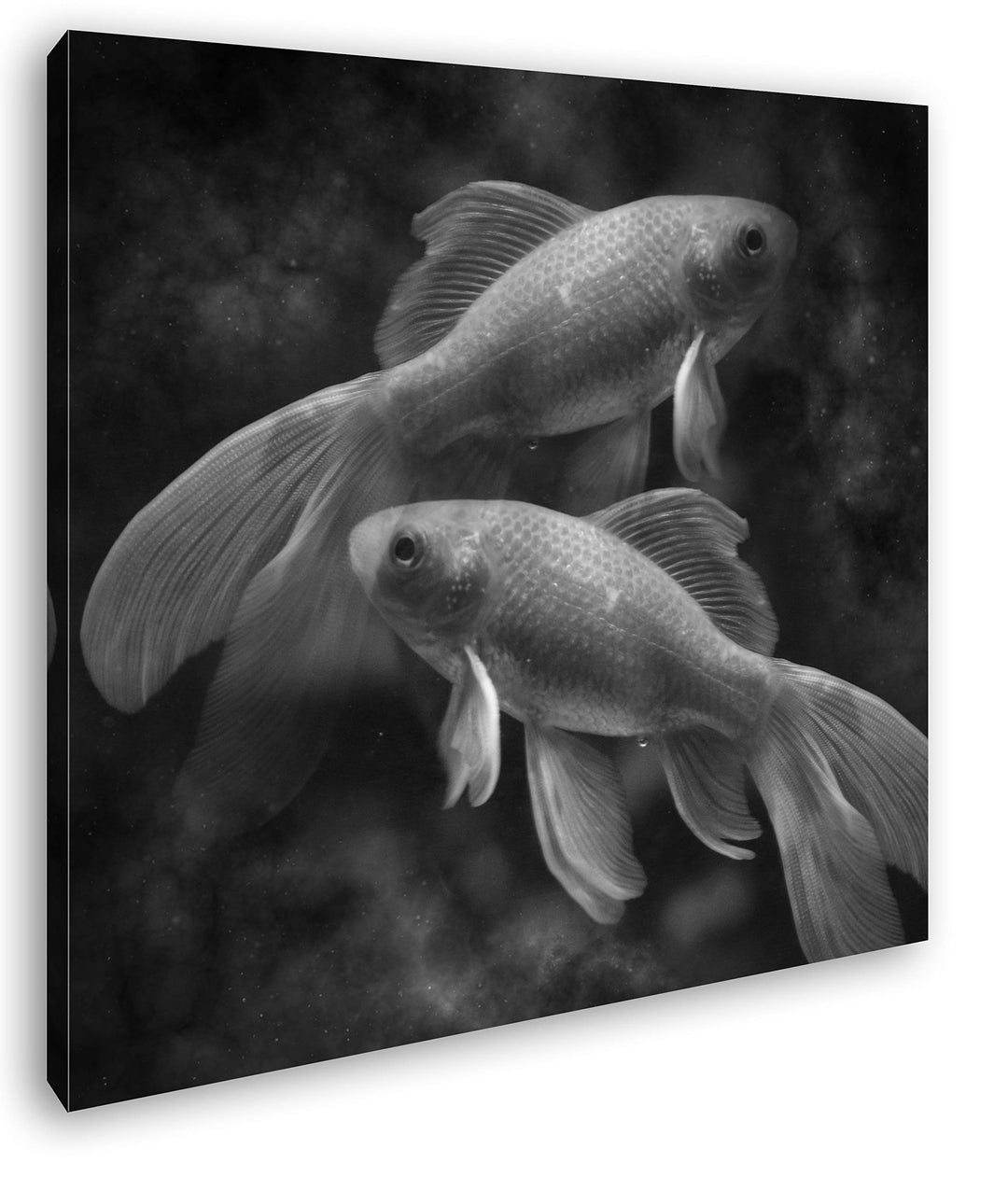 deyoli Dark Sternzeichen Fische Format: 60x60 Effekt: Schwarz&Weiss als Leinwandbild, Motiv fertig g