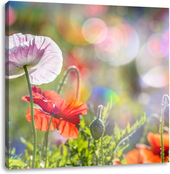 Pixxprint Kalifornischer Mohn im Frühling, Format: 70x70 auf Leinwand, 70x70