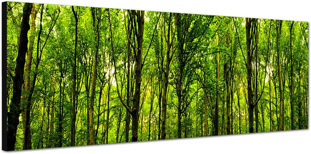 Paul Sinus Art Panoramabild auf Leinwand und Keilrahmen 150x50cm Wald Bäume Frühling Sonnenlicht