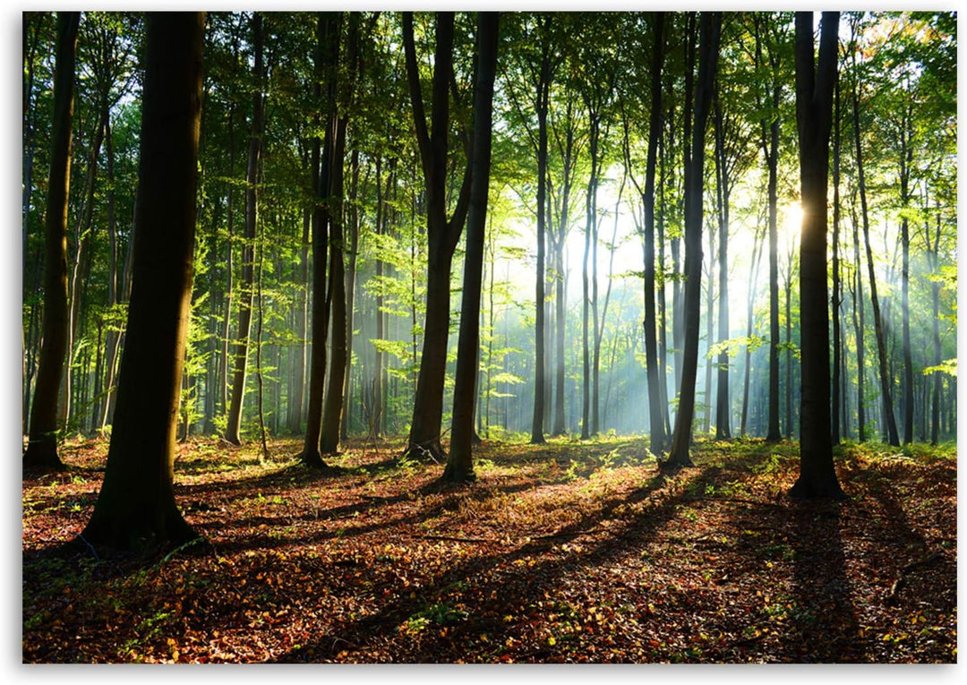 Feeby, Leinwandbild, Bilder, Wand Bild, Wandbilder, Kunstdruck 40x60cm, Wald, Baum, Landschaft, Natu