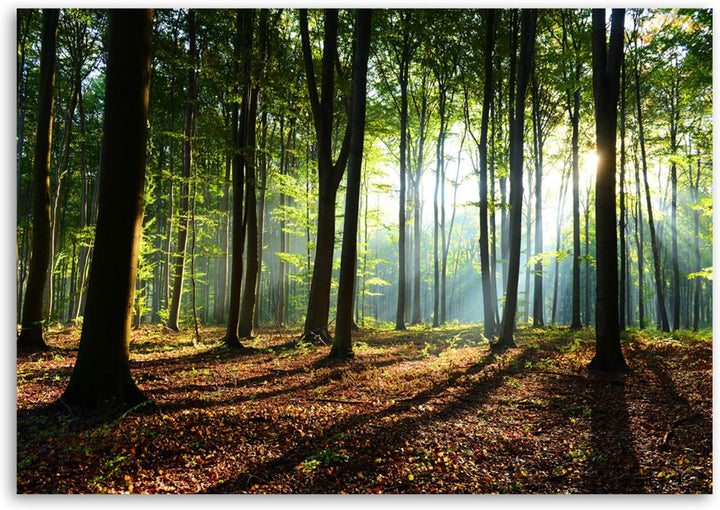 Feeby, Leinwandbild, Bilder, Wand Bild, Wandbilder, Kunstdruck 40x60cm, Wald, Baum, Landschaft, Natu
