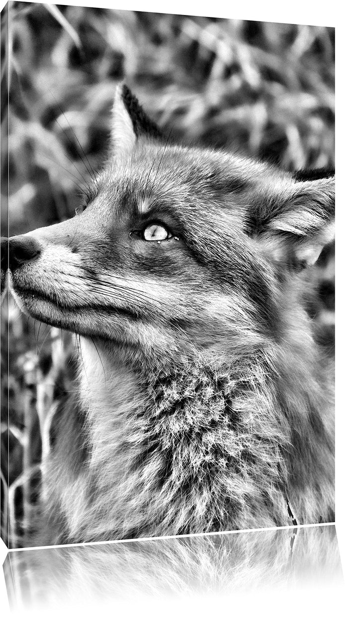 Pixxprint Fuchs auf Wiese als Leinwandbild/Grösse: 100x70 / Wandbild/Kunstdruck/fertig bespannt, 100