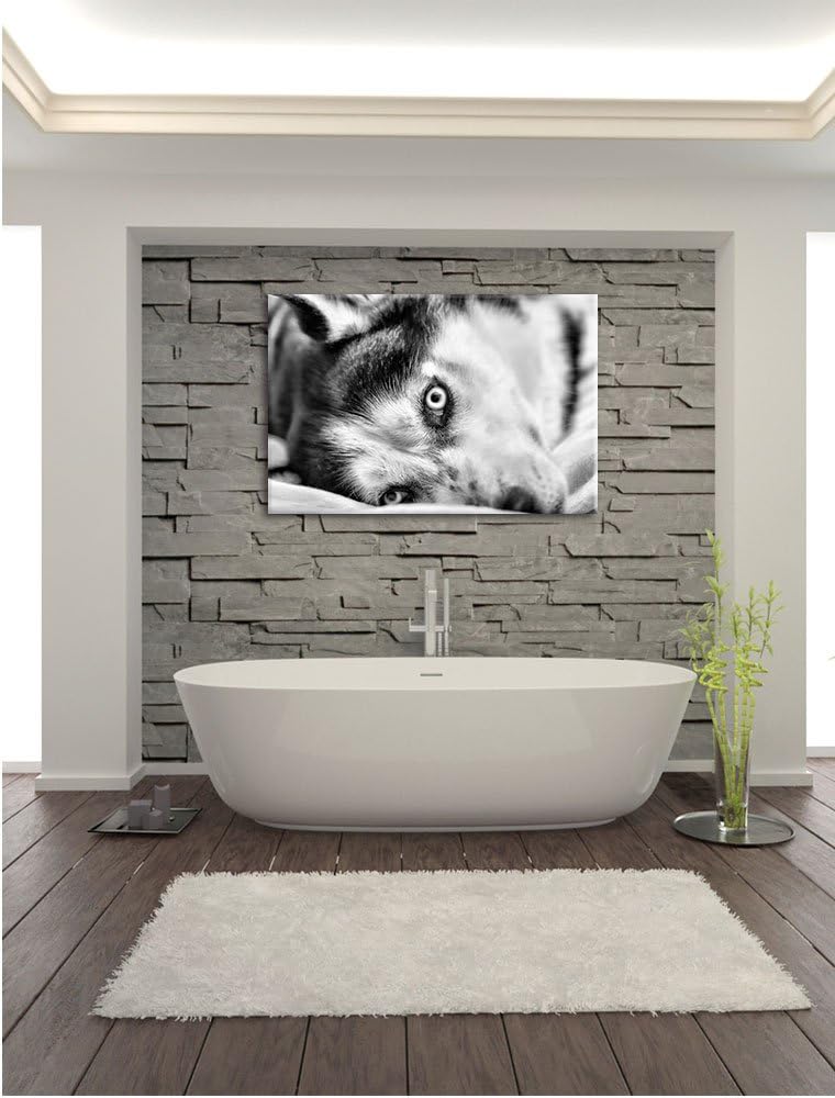 Pixxprint Husky mit Eisblauen Augen im Bett / 100x70cm Leinwandbild bespannt auf Holzrahmen/Wandbild
