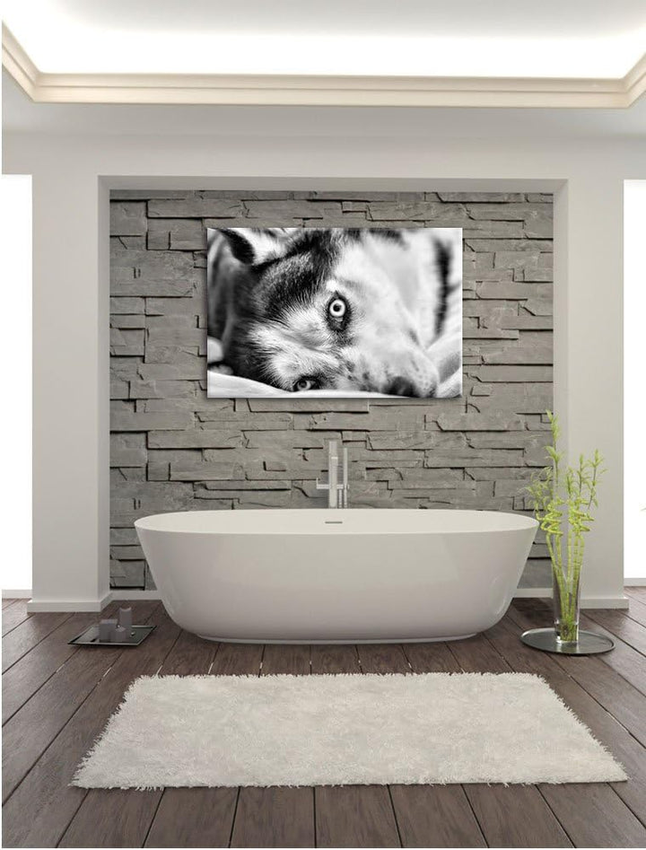 Pixxprint Husky mit Eisblauen Augen im Bett / 100x70cm Leinwandbild bespannt auf Holzrahmen/Wandbild