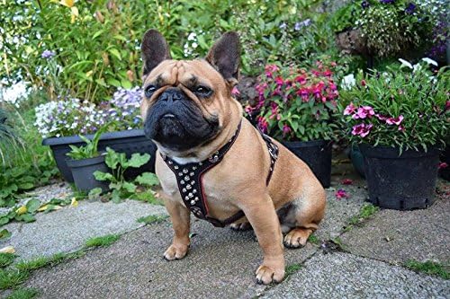 Bestia |Rocky| Leder Brustgeschirr für Bullterrier. 100% Leder. Handgefertigt. Top Qualität S- für e