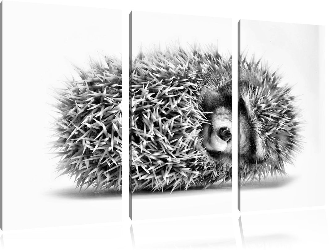 Pixxprint Kleiner niedlicher Baby Igel als Leinwandbild/Grösse: 3 Teilig (120x80) cm/Wandbild/Kunstd