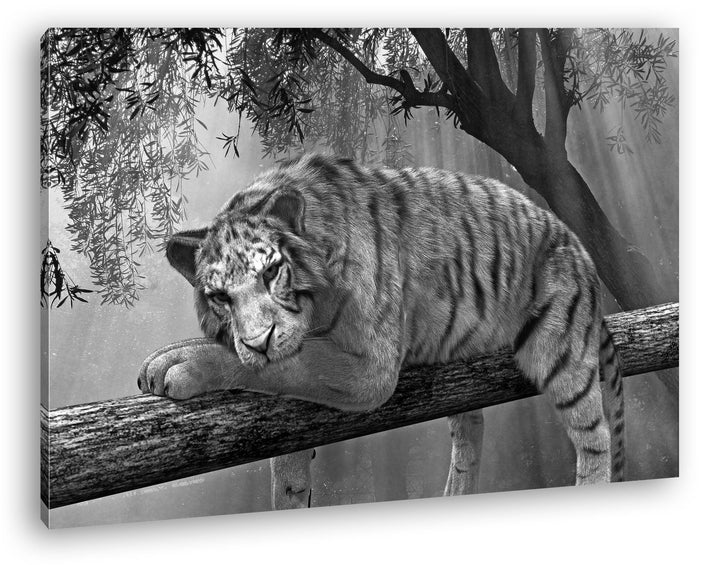 deyoli ruhig liegender weisser Tiger Effekt: Schwarz/Weiss Format: 80x60 als Leinwandbild, Motiv fer