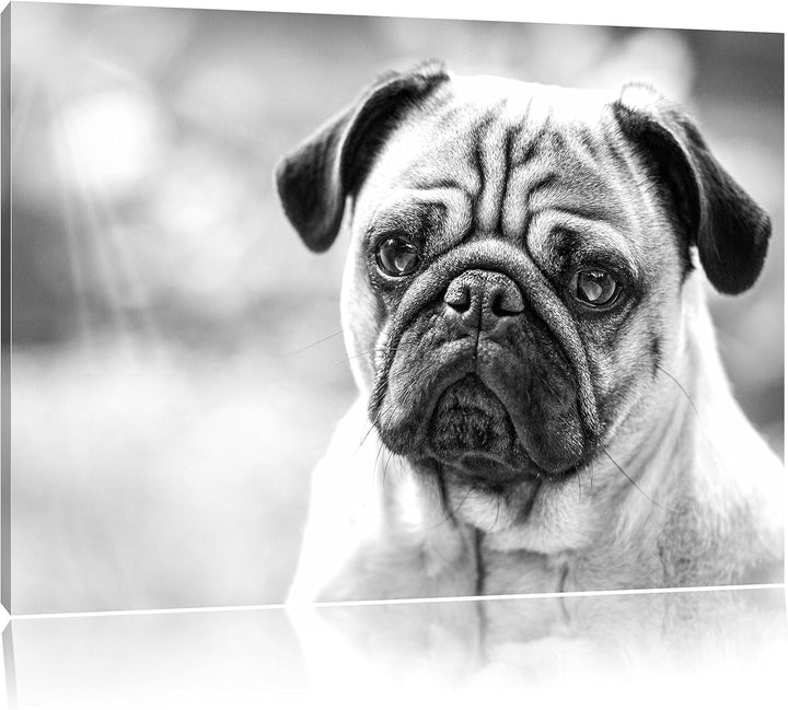 Mopsporträt Kunst B&W, Format: 100x70 auf Leinwand, XXL riesige Bilder fertig gerahmt mit Keilrahmen
