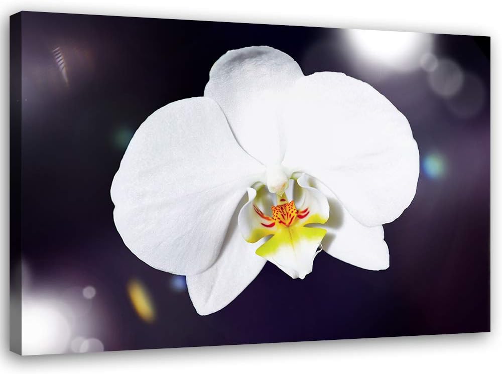 Feeby Wandbild Orchidee Druckbild Leinwandbild Pflanze Weiss 100x70 cm Leinwandbild 100x70 cm Weiss_