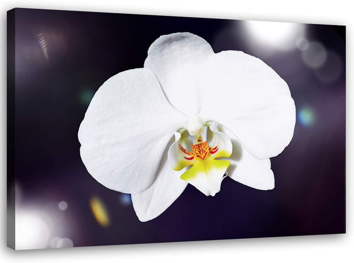 Feeby Wandbild Orchidee Druckbild Leinwandbild Pflanze Weiss 100x70 cm Leinwandbild 100x70 cm Weiss_