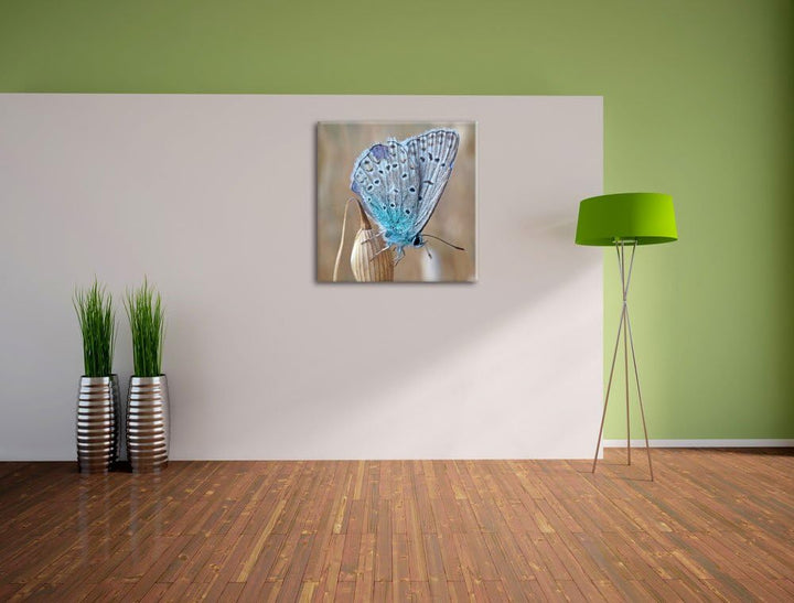 Pixxprint Blauer Schmetterling auf Blauer Blumeblau Schmetterling Blume Natur Tier, Format: 70x70 au