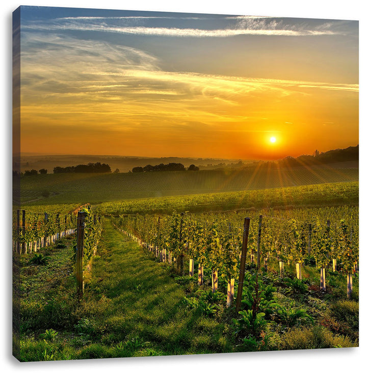 Pixxprint Weinberg in Bergerac Frankreich, Format: 70x70 auf Leinwand, 70x70