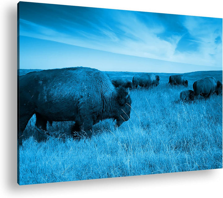 Bison Herde in der Steppe Format 80x60 Effekt: Monocrome Blau als Leinwandbild, Motiv fertig gerahmt