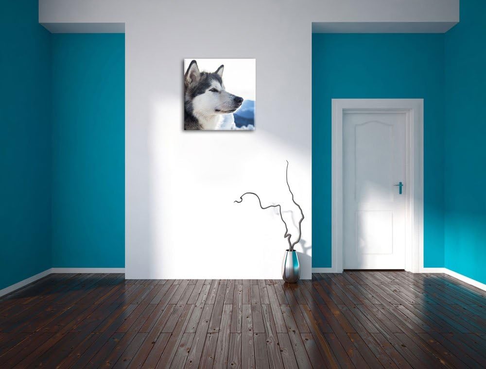 Süsser Husky im Schnee, Format: 70x70 auf Leinwand, XXL riesige Bilder fertig gerahmt mit Keilrahmen