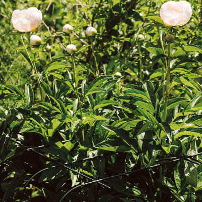bellissa Annabelle Hortensienstütze 65 (2er Set) - Pflanzenstütze aus Stahl - 65 cm x 57 cm x 60 cm