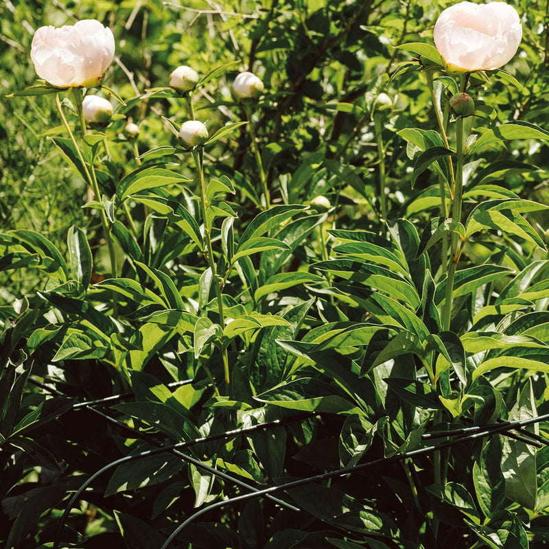 bellissa Annabelle Hortensienstütze 65 (2er Set) - Pflanzenstütze aus Stahl - 65 cm x 57 cm x 60 cm