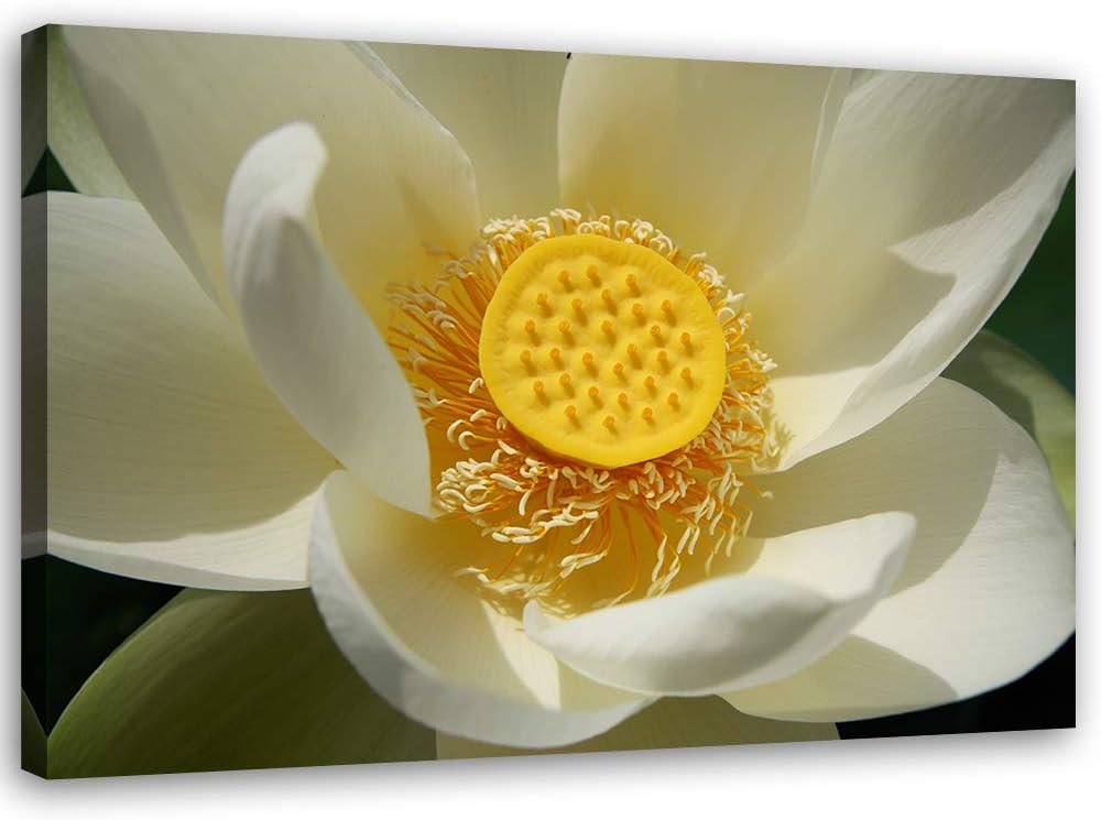 Feeby Bild auf Leinwand Blume Kunstdruck modern Natur Gelb 80x60 cm Leinwandbild 80x60 cm Gelb_A, Le