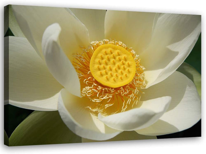 Feeby Bild auf Leinwand Blume Kunstdruck modern Natur Gelb 80x60 cm Leinwandbild 80x60 cm Gelb_A, Le