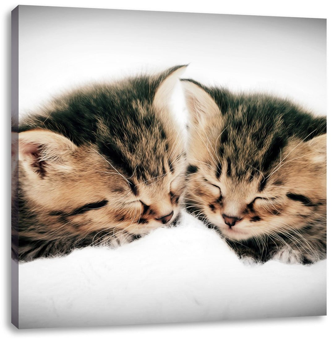 Pixxprint Kleine Süsse Kätzchen kuscheln / 70x70cm Leinwandbild bespannt auf Holzrahmen/Wandbild Kun
