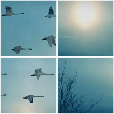 Wandbilder Dekoration Wohnzimmer Storch Vogel Natur Panorama Bilder auf Leinwand 120x50cm Leinwandbi