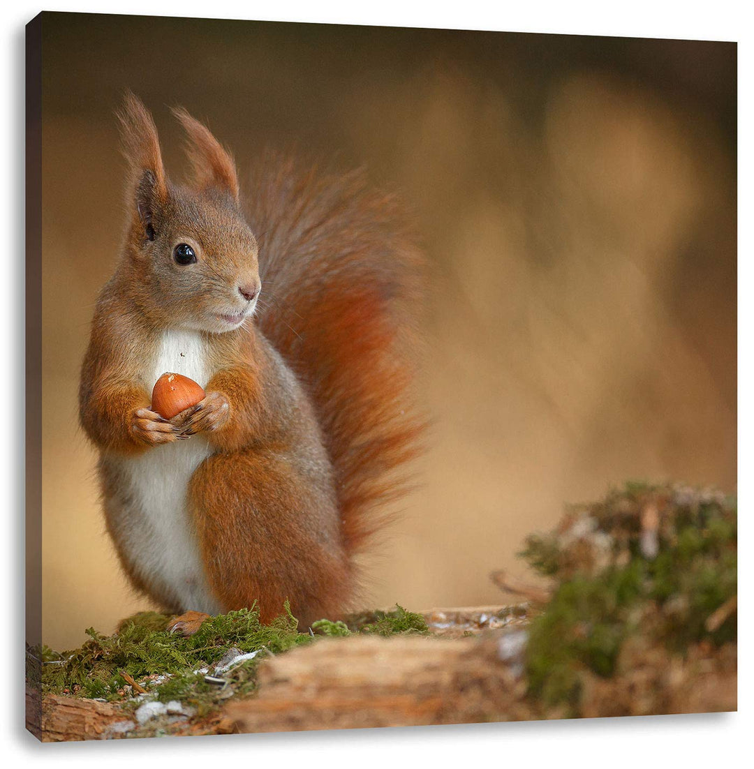 Pixxprint Freches Eichhörnchen mit Nuss als Leinwandbild/Grösse: 70x70 cm/Wandbild/Kunstdruck/fertig