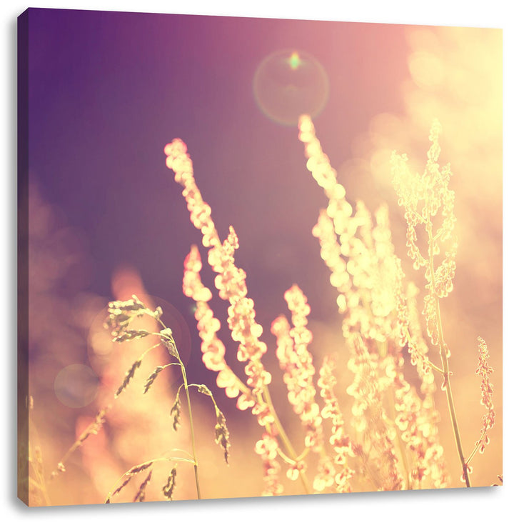 Gräser im Sonnenuntergang, Format: 70x70 auf Leinwand, XXL riesige Bilder fertig gerahmt mit Keilrah