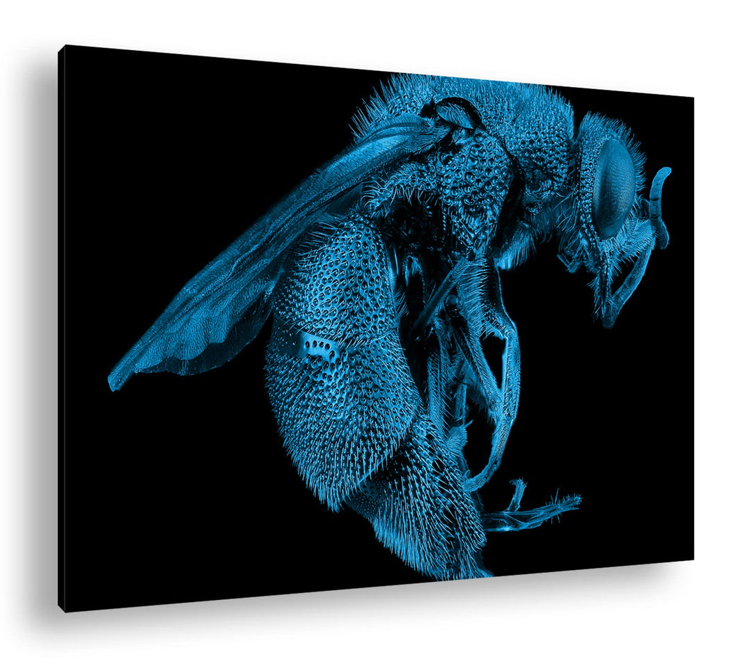 deyoli Dark gigantische Blaue Biene Format 80x60 Effekt: Monocrome Blau als Leinwandbild, Motiv fert