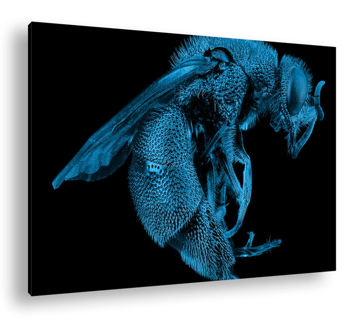 deyoli Dark gigantische Blaue Biene Format 80x60 Effekt: Monocrome Blau als Leinwandbild, Motiv fert
