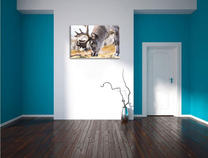süsses Rentier beim Essen, Format: 100x70 auf Leinwand, XXL riesige Bilder fertig gerahmt mit Keilra