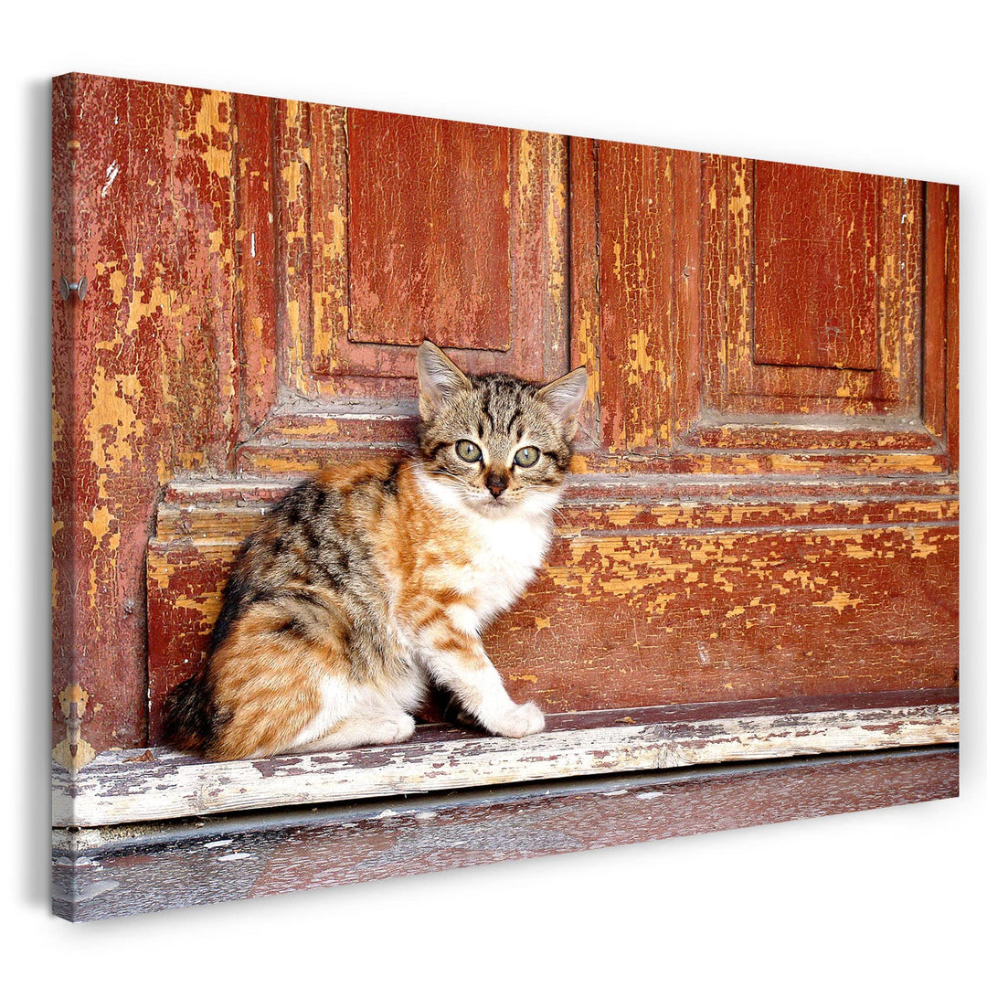 Printed Paintings Leinwand (80x60cm): Katzenbaby getigert draussen Katzenbilder Katzen 80x60 cm, 80x