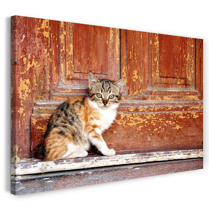 Printed Paintings Leinwand (80x60cm): Katzenbaby getigert draussen Katzenbilder Katzen 80x60 cm, 80x