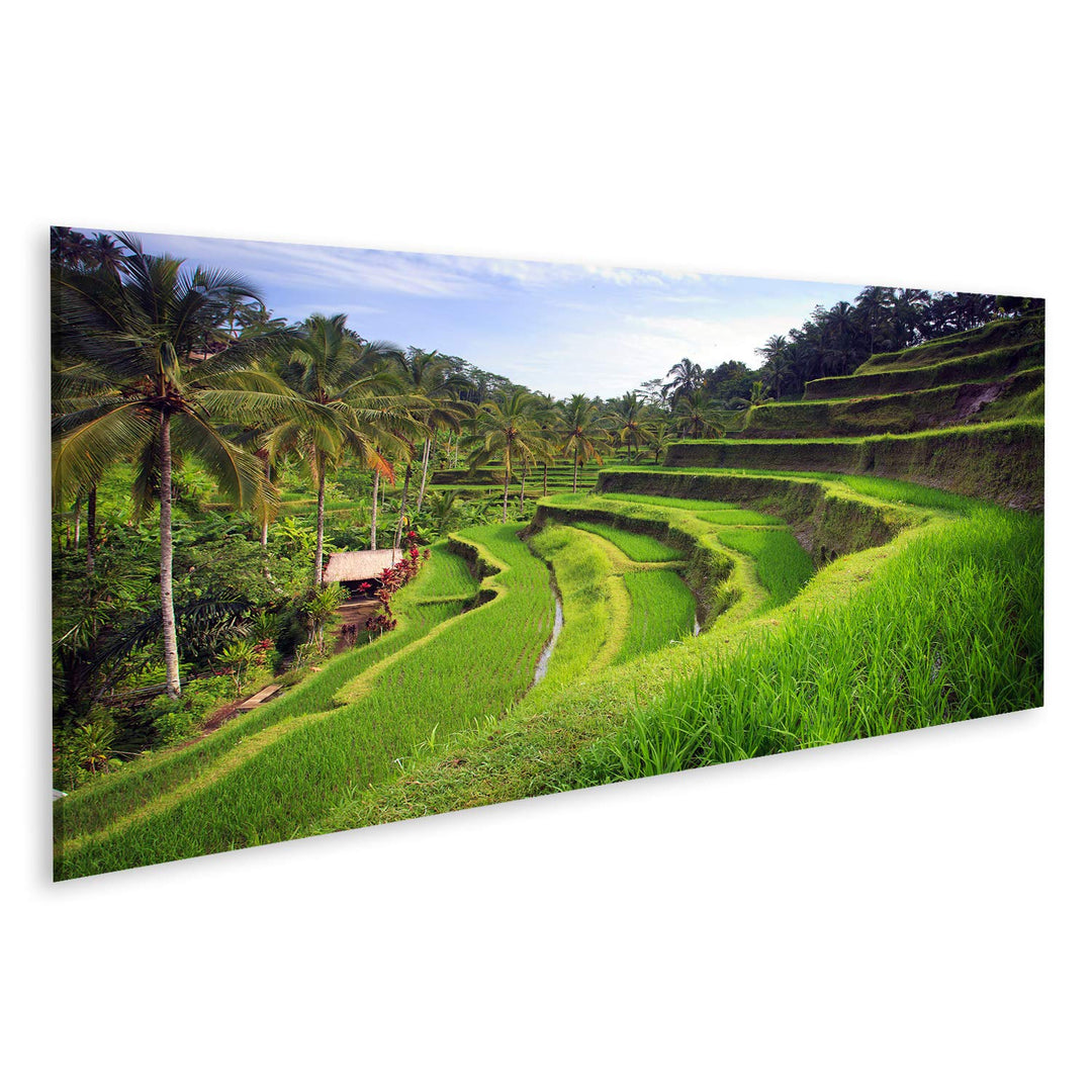 islandburner Bild auf Leinwand Terrasse Reisfelder Ubud Tegallalang Bali Indonesien Bilder Wandbilde