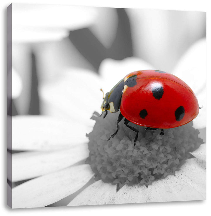 Pixxprint süsser Marienkäfer auf Gänseblume schwarz/weiss, Format: 70x70 auf Leinwand, 70x70