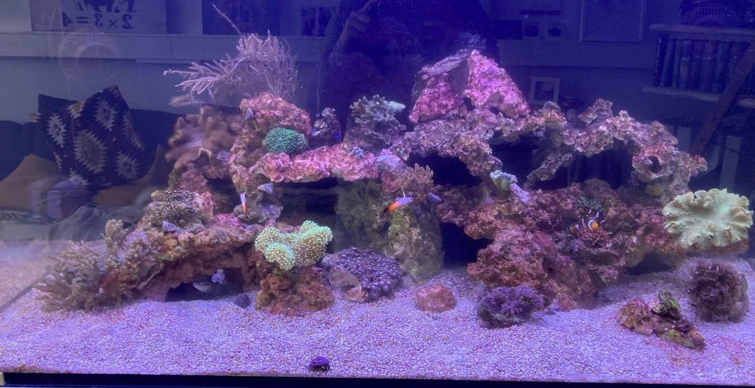 Plankton Synechococcus sp. (3 Liter) Cyano Stopp Fütterung von Korallen und Filtrier …