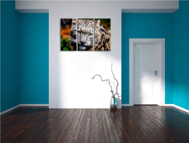 eleganter Schneeleopard Spezial 3-Teiler Leinwandbild 120x80 Bild auf Leinwand, XXL riesige Bilder f