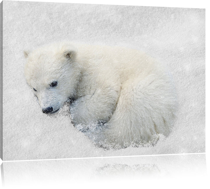 Pixxprint Süsser junger Eisbär im Schnee B&W Detail, Format: 100x70 auf Leinwand, 100x70