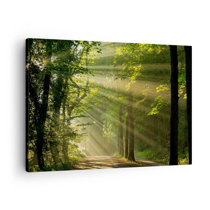 Bilder auf Leinwand Wald Baum Natur Leinwandbild mit Rahmen 70x50cm Wandbilder Dekoration Wohnzimmer