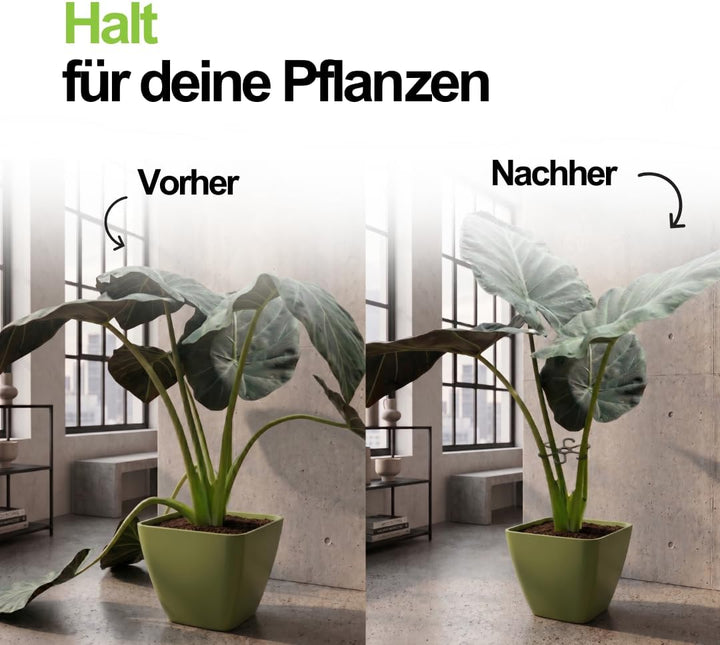 PLANTINITY - Pflanzenstütze Ring 15 cm Hero Light M - 5 Stück - Pflanzenhalter für Zimmerpflanzen -