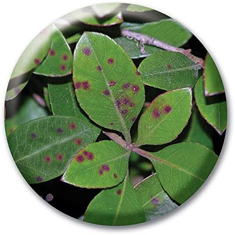 Solo Classic 15 Liter Rückenspritze, 47521, Weiss, 36 x 22 x 51 cm Single, Single